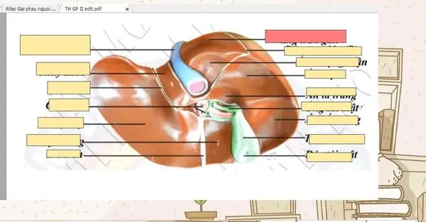 Bộ thẻ Anki Giải Phẫu II (GPII) Ngực Bụng & Thần Kinh